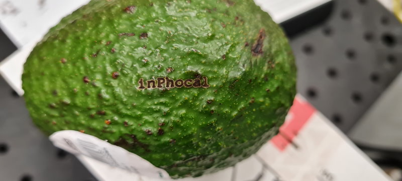 Inphocal avocado