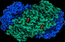 Huc enzyme
